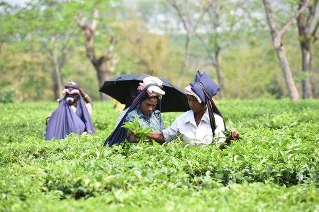 TeaSof Tea Garden Software